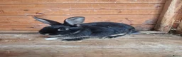 Mixed Breed rabbits for sale: 2 friendly boy rabbits  - Advert 3