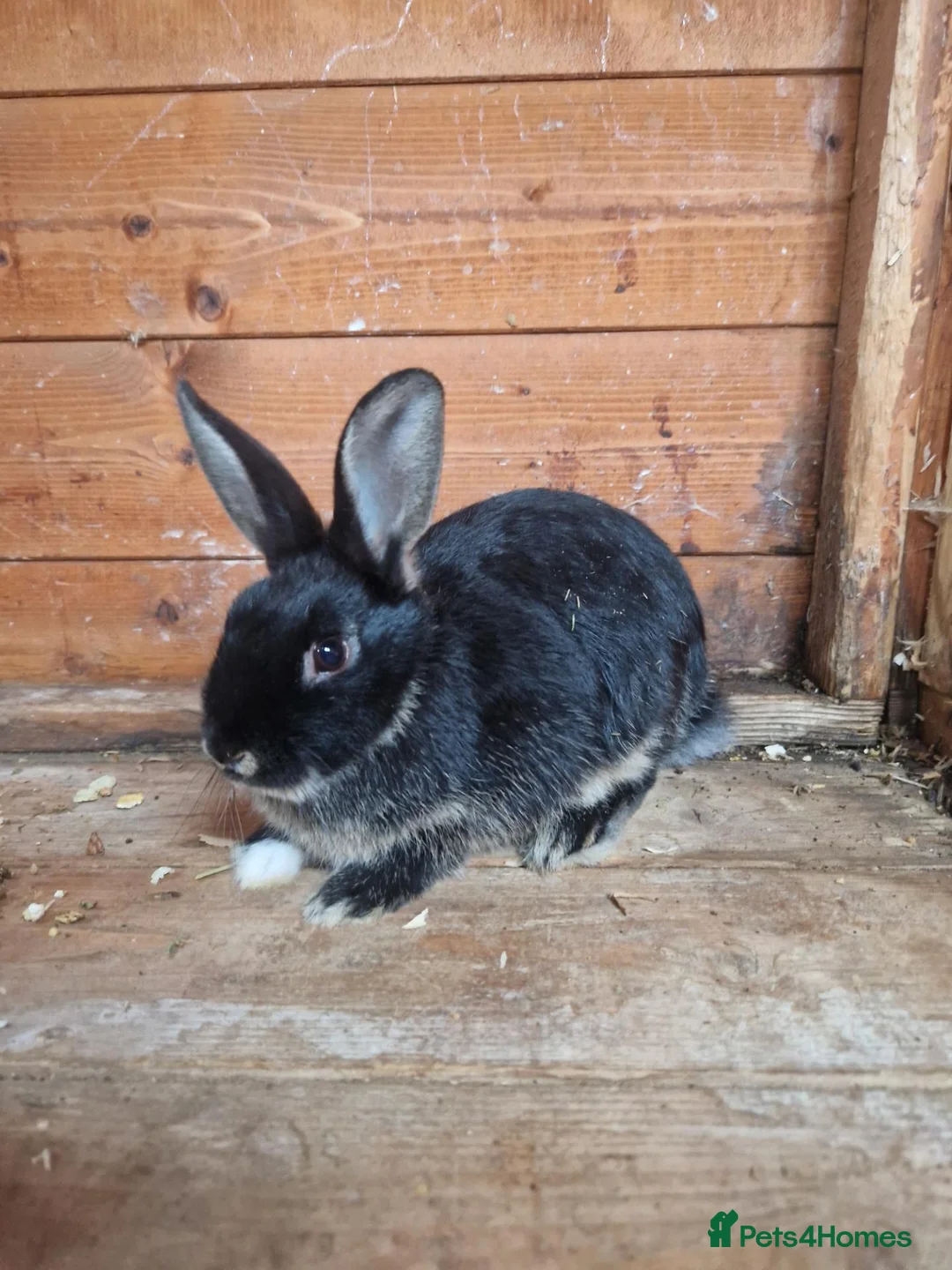Mixed Breed rabbits for sale: 2 friendly boy rabbits  - Advert 3