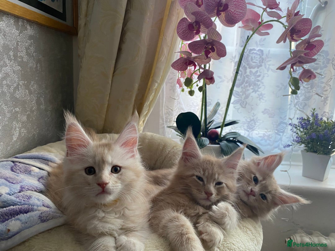 Maine Coon cats for sale: Purebred Maine Coon kittens - Advert 2