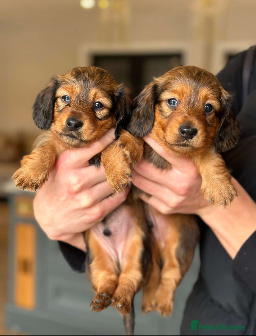 Miniature Dachshund dogs Health Tested Mini Dachshunds Surrey ❤️ - Advert 4