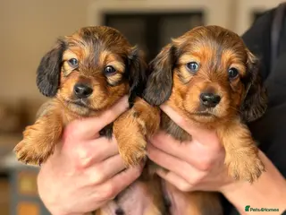 Miniature Dachshund dogs Health Tested Mini Dachshunds Surrey ❤️ - Advert 4
