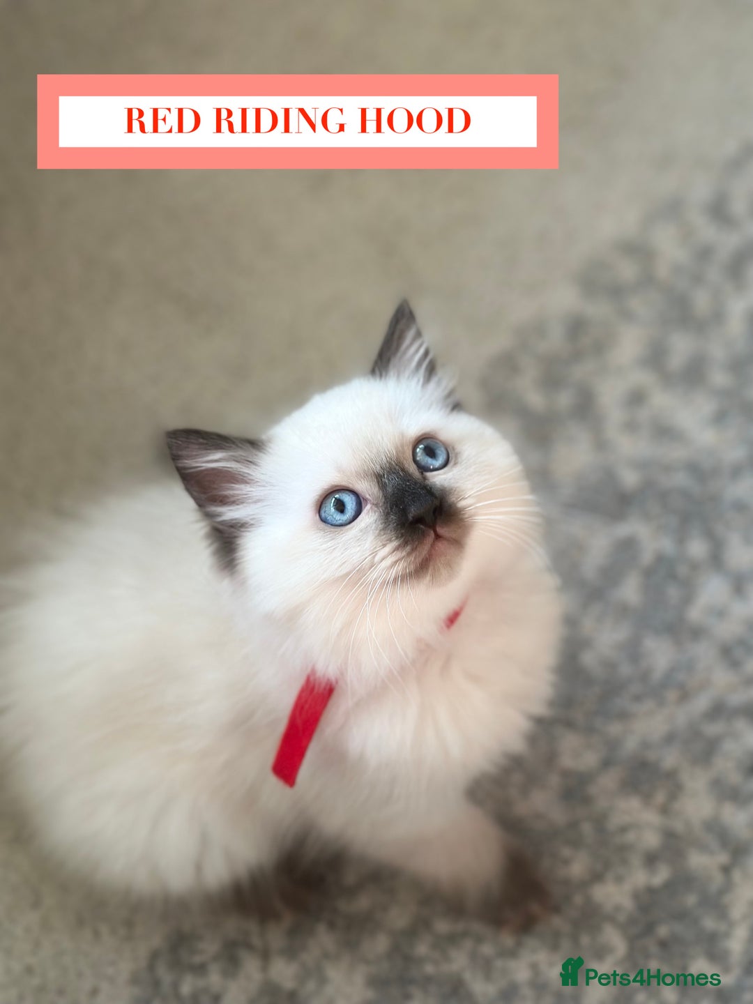 Ragdoll cats for sale: GORGREOUS 1/2 PEDIGREE RAGDOLL KITTENS 💗 - Image 18