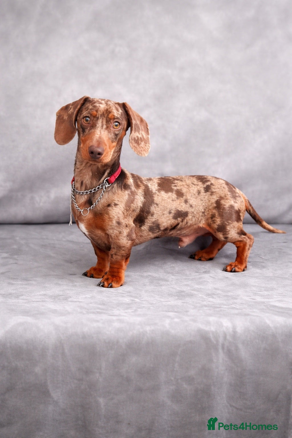 Miniature Dachshund dogs Stunning Mr Darcy For Stud  - Advert 1