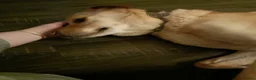 Mixed Breed dogs for adoption: Carlos wants his forever home  in Mexborough - Advert 4