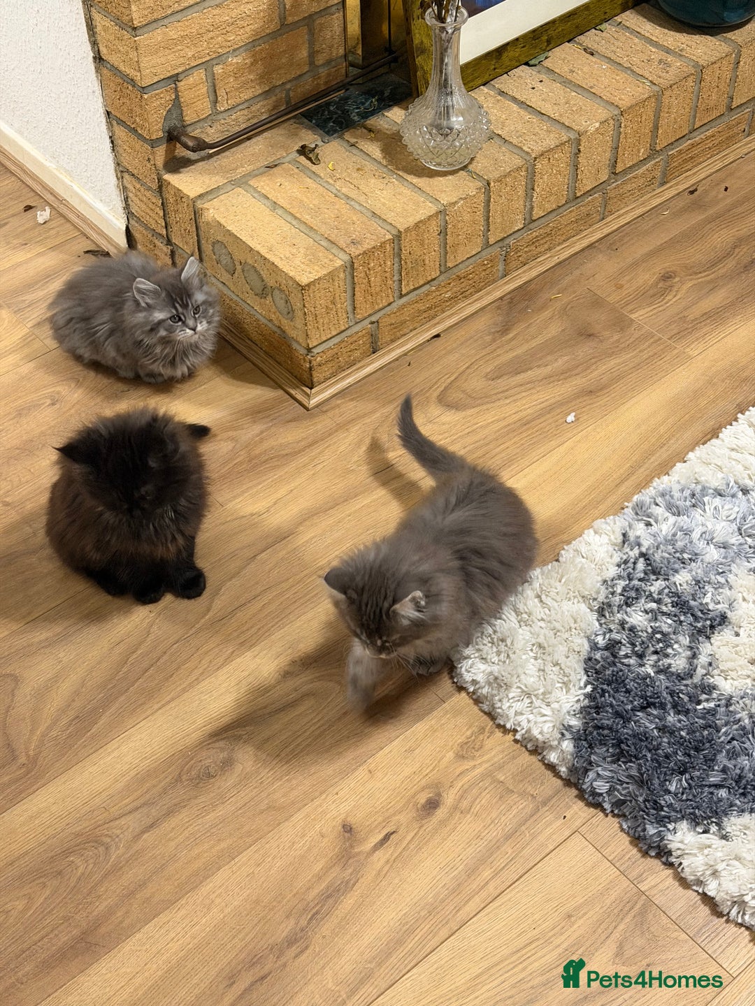 Maine Coon cats for sale: Maine Coon - Advert 11
