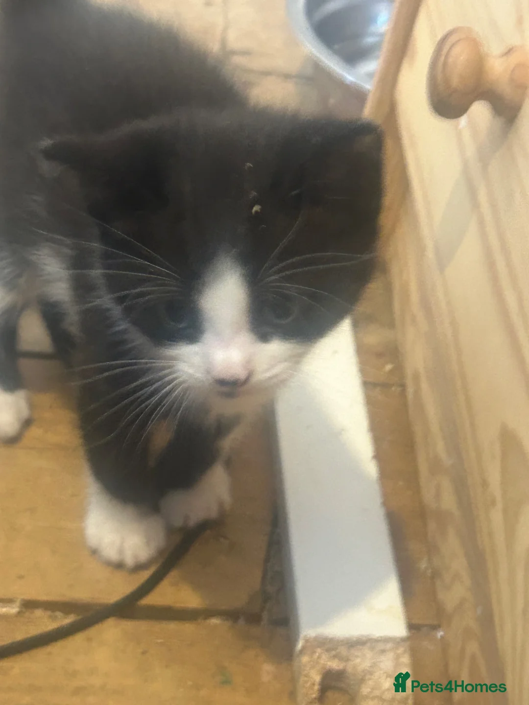 Mixed Breed cats for sale: British shorthair x Maincoon  - Advert 1