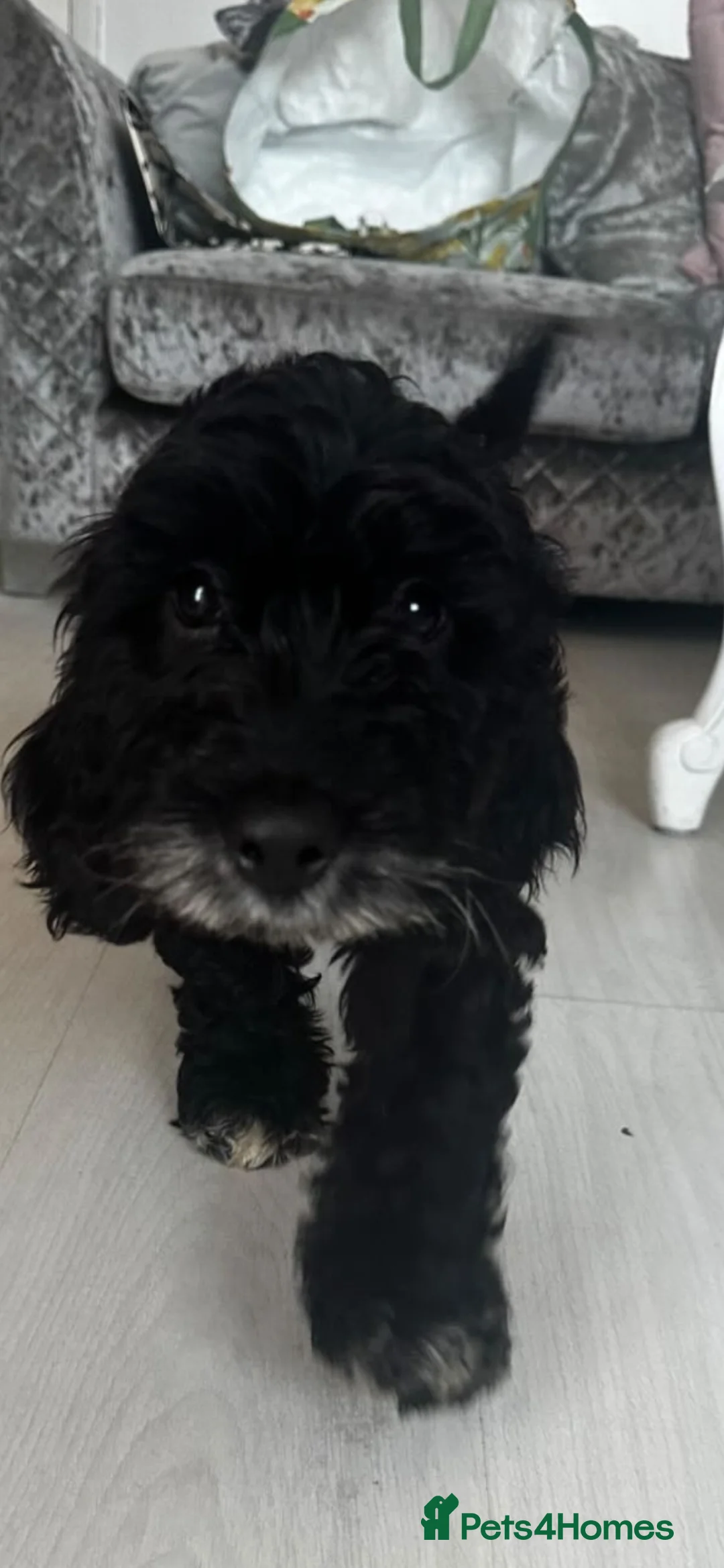 Cockapoo dogs for sale: Cockapoo for sale  - Advert 2