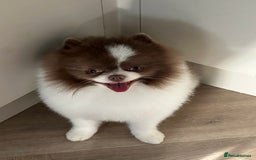 Pomeranian dogs for sale: Ready in 3 weeks! Two Beautiful teddy bear faces🐻 - Advert 15