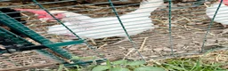 Chickens poultry for sale: 2 Maran Chickens (must leave as a pair) in Nottingham - Advert 4