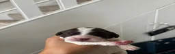 English Springer Spaniel dogs for sale: Working Pure Springer Spaniel Puppies  - Advert 7