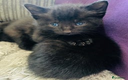 Russian Blue cats for sale: Russian blue mix  - Image 31