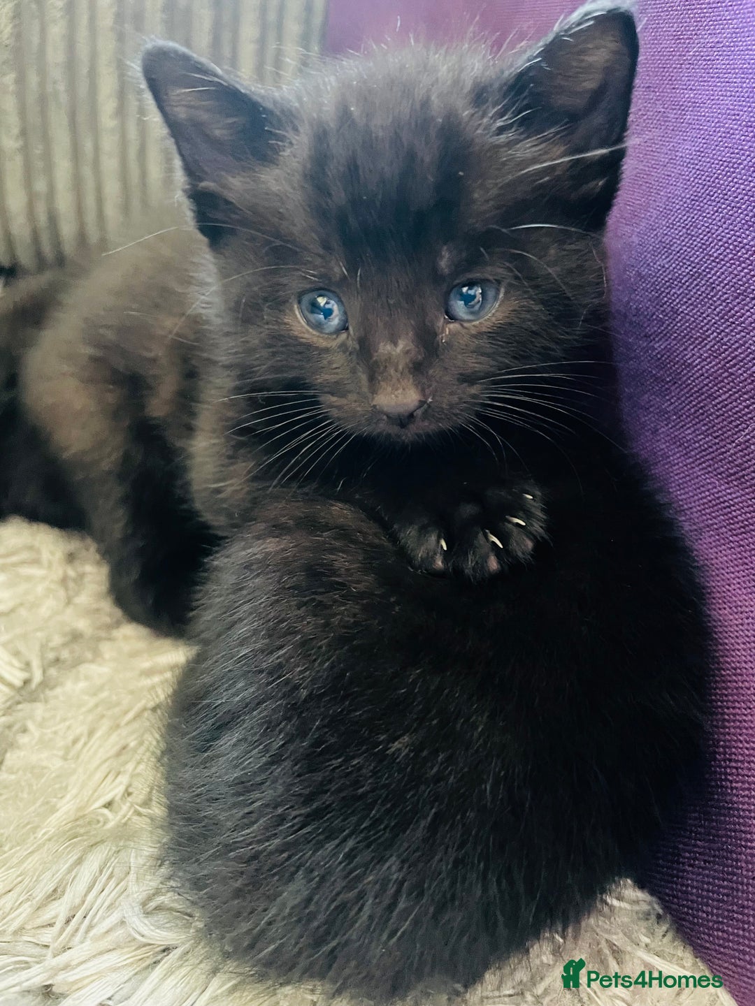 Russian Blue cats for sale: Russian blue mix  - Image 31