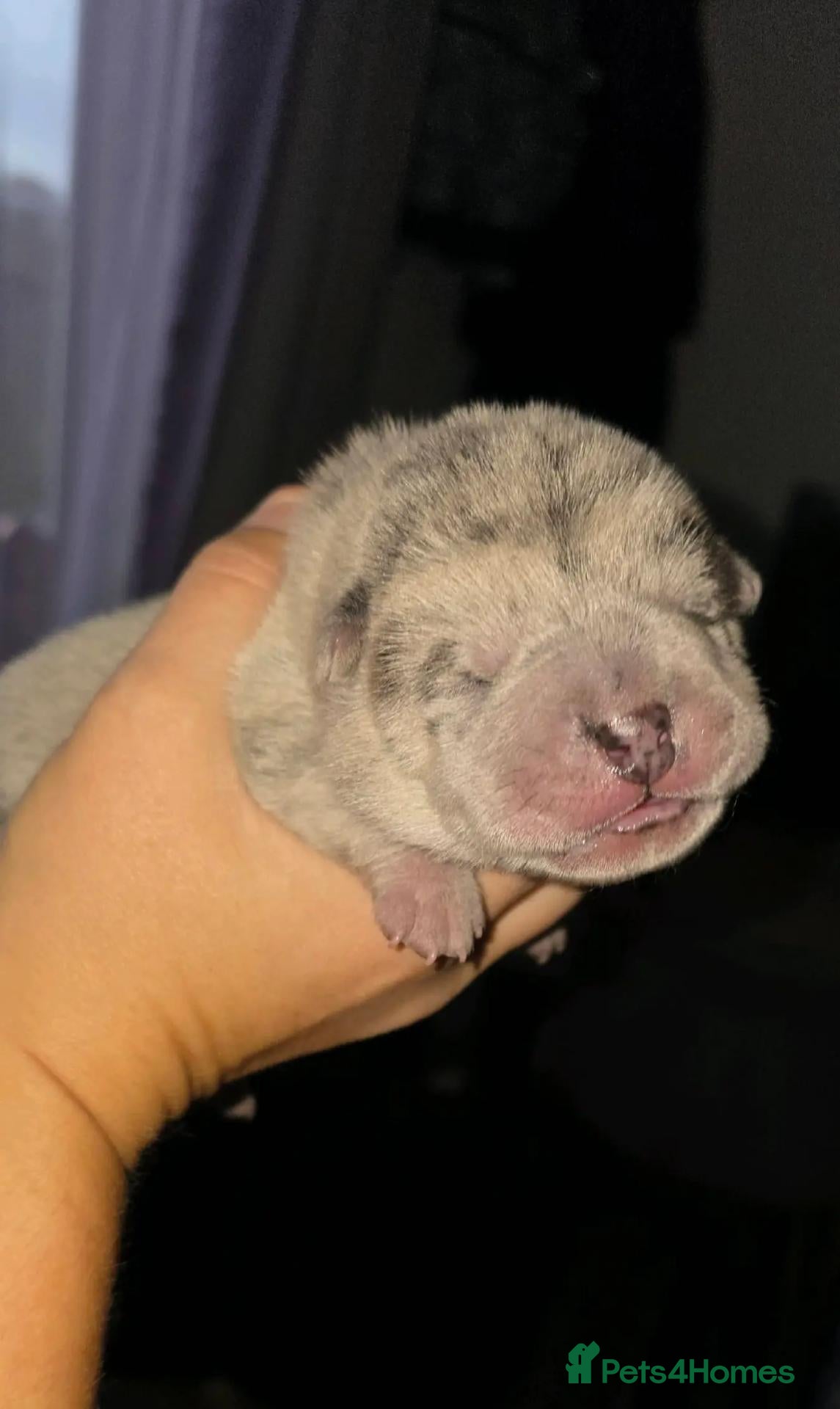 Mixed Breed dogs Chowpei puppys for sale - Advert 5