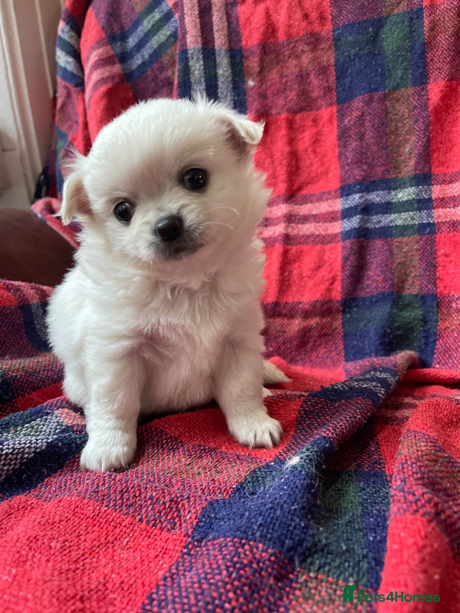 Chihuahua dogs 4 white long coat pups  - Advert 3
