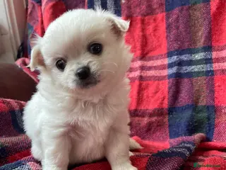 Chihuahua dogs 4 white long coat pups - Advert 3