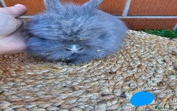 Lionhead rabbits for sale: Double Maned Lionhead babies 8 week old - Image 7
