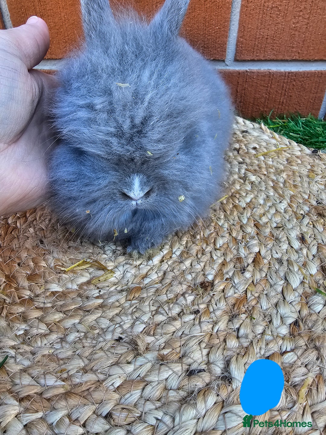 Lionhead rabbits for sale: Double Maned Lionhead babies 8 week old - Image 7