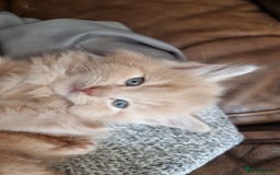 British Shorthair cats for sale: 4 Kittens ready to leave 25th August - Image 2