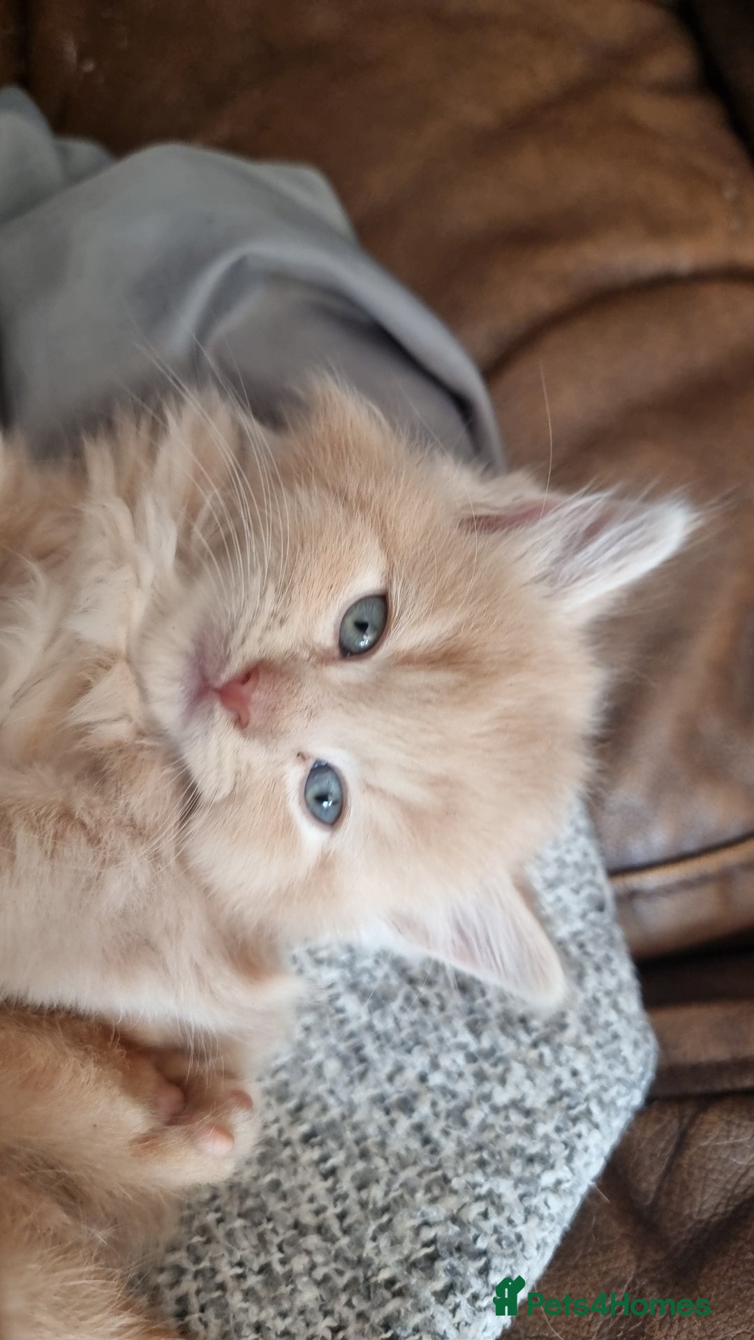 British Shorthair cats for sale: 4 Kittens ready to leave 25th August - Image 2