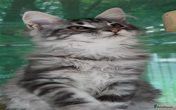 Maine Coon cats for sale: Top quality Maine coon kittens - Image 12