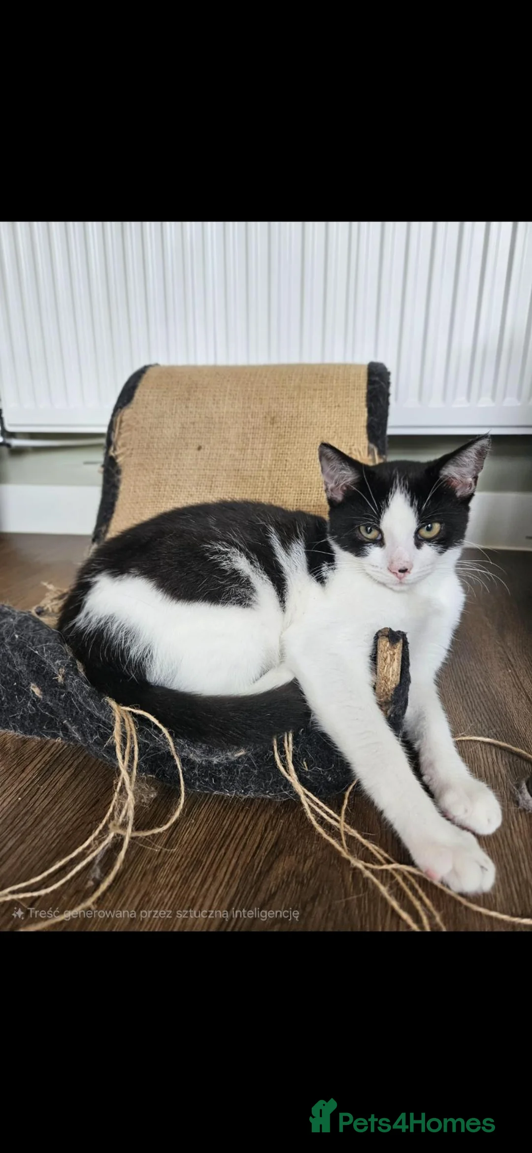 Mixed Breed cats for sale: Little girl  in Littlehampton - Advert 2