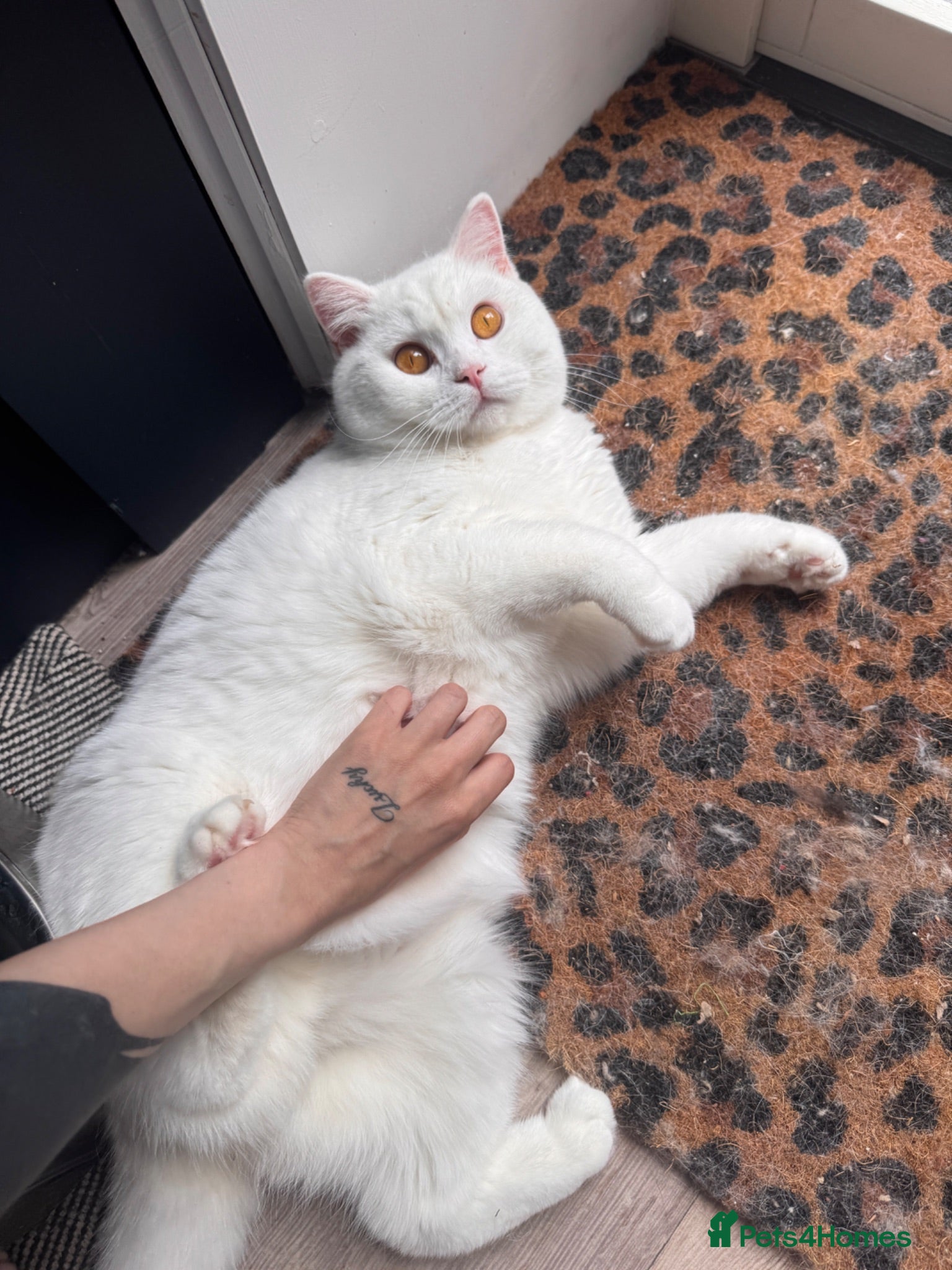 British Shorthair cats Pedigree BSH pair for loving home - Advert 2