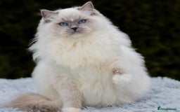 Ragdoll cats for stud: Amazing proven stud !!!  in Romford - Image 5