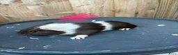 Guinea Pig rodents for sale: Guinea pigs to be reserved  - Advert 13