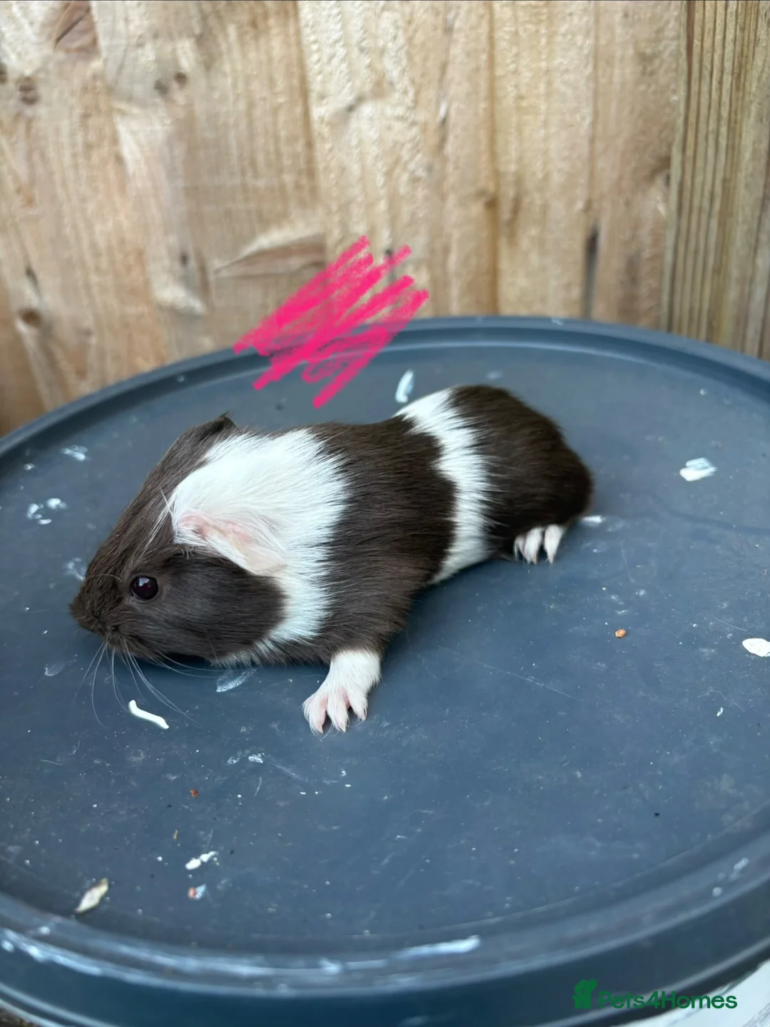 Guinea Pig rodents for sale: Guinea pigs to be reserved  - Advert 13