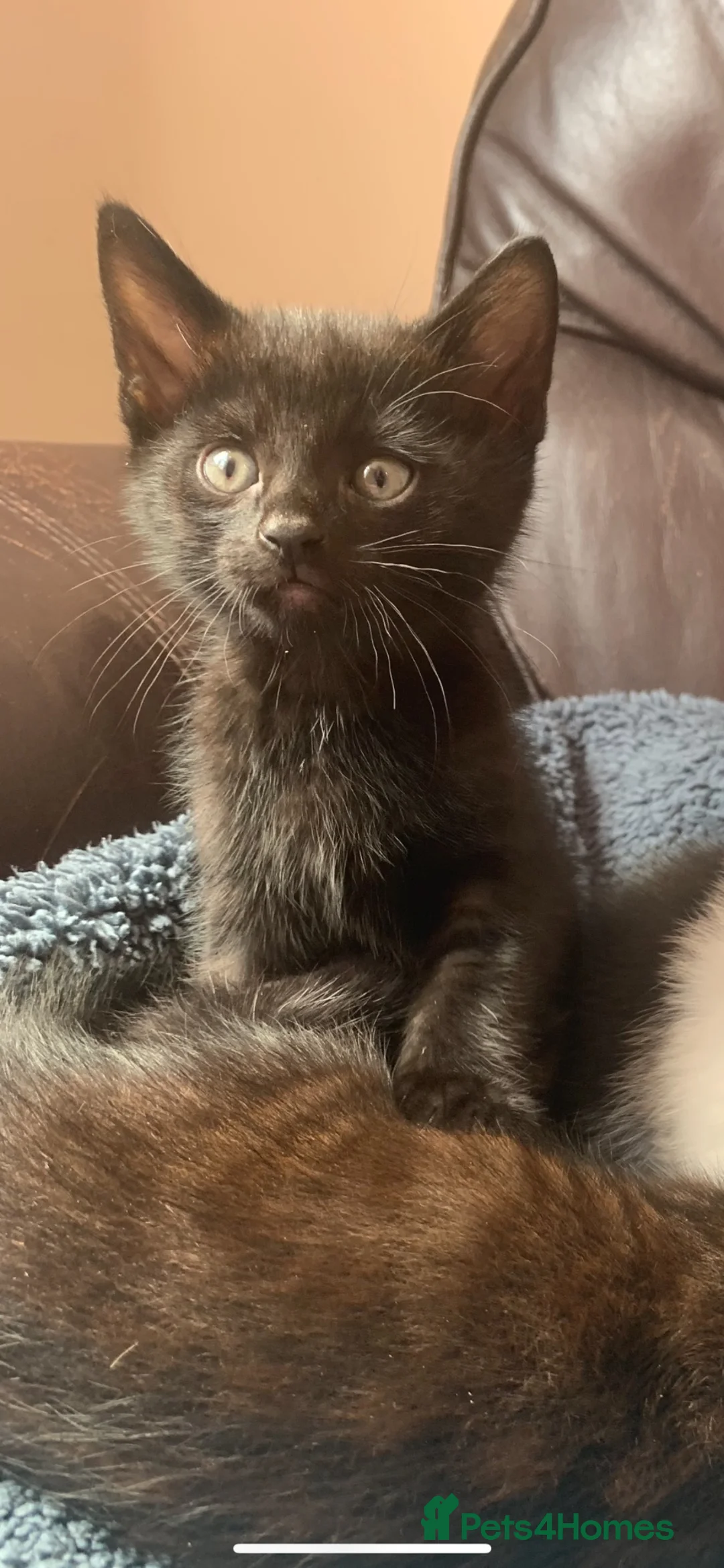 Mixed Breed cats for sale: Black kittens x3  - Advert 9