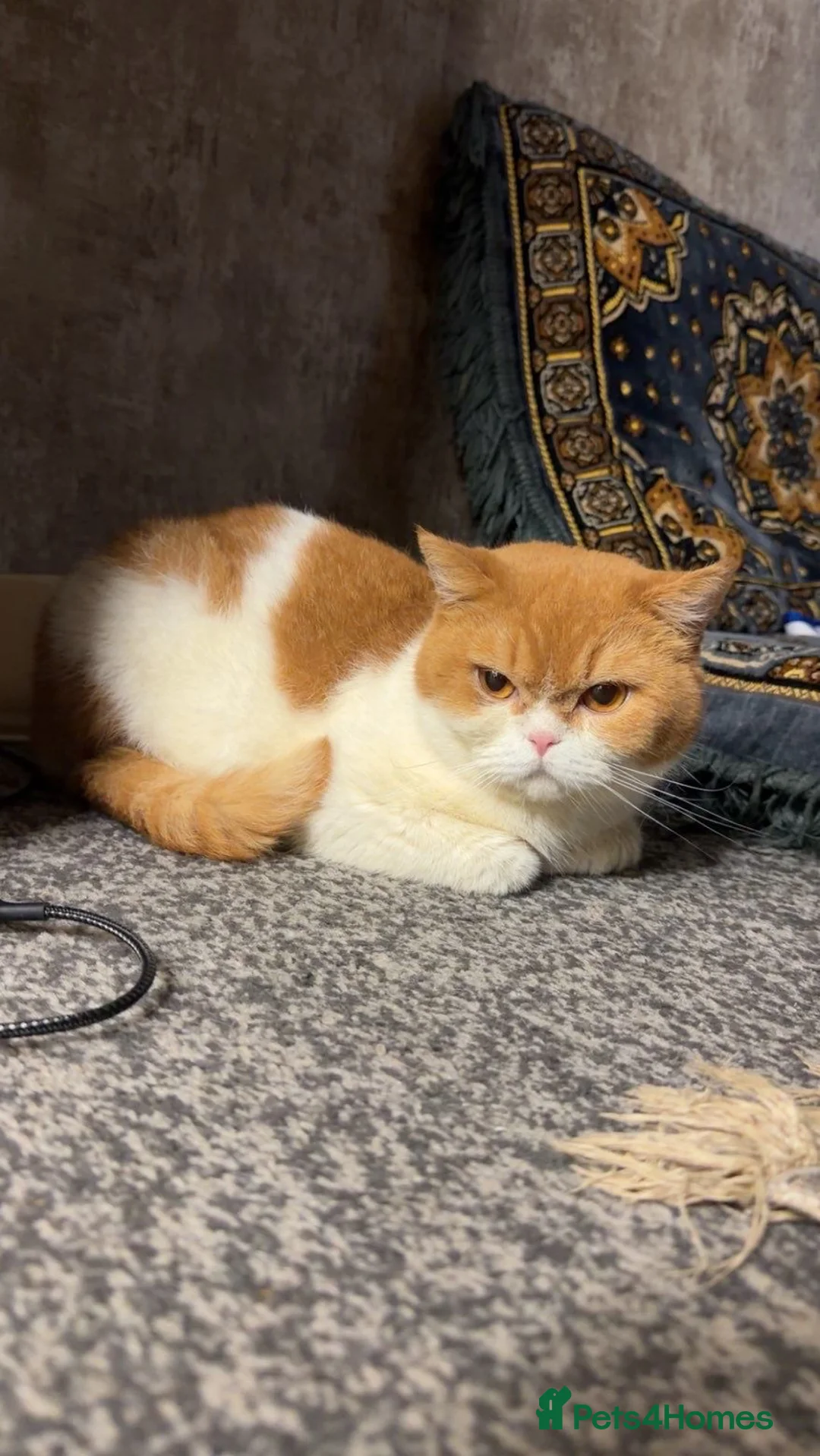 British Shorthair cats for sale: British Short Hair - Advert 2