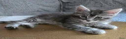 Maine Coon cats for sale: 3 Maine Coon kittens. - Advert 23