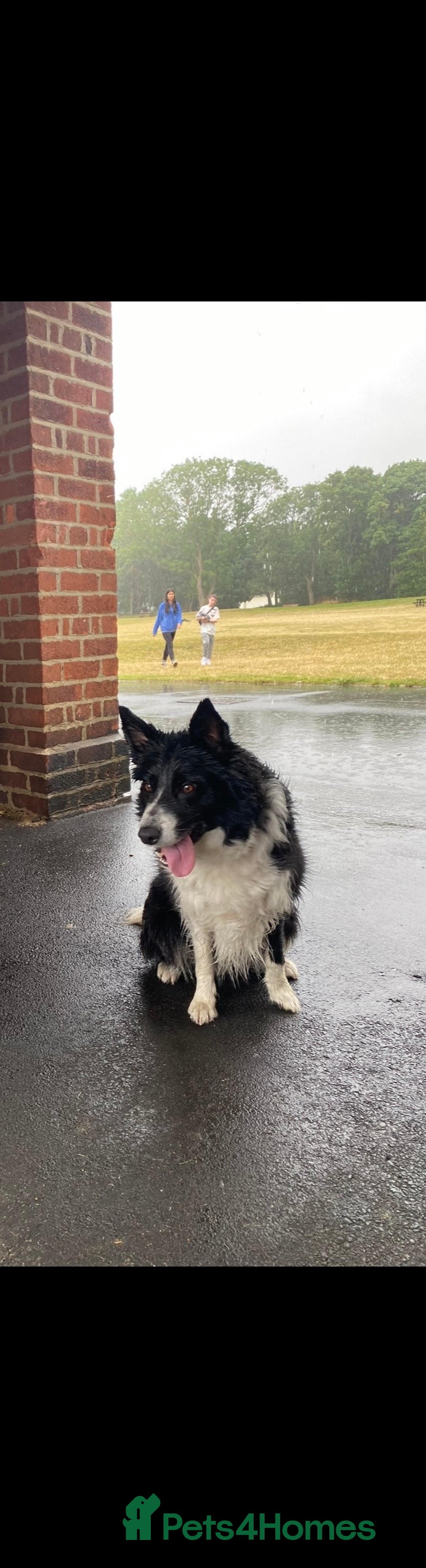 Border Collie dogs for sale: Border Collie for adoption  - Advert 3