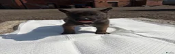 Belgian Shepherd Dog dogs for sale: Mali puppies  in Bishop Auckland - Advert 34