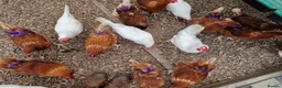 Hens poultry for sale: Warren laying hens - Advert 2