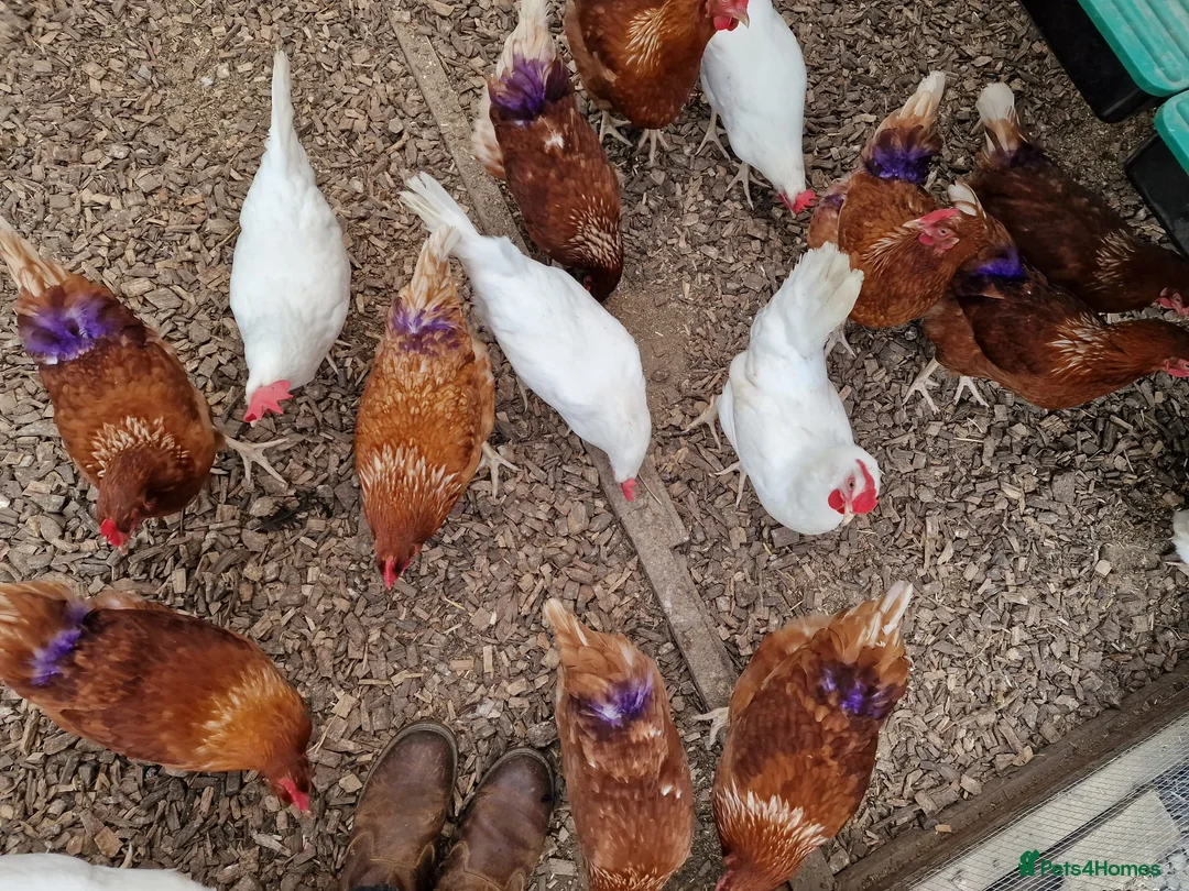 Hens poultry for sale: Warren laying hens - Advert 2
