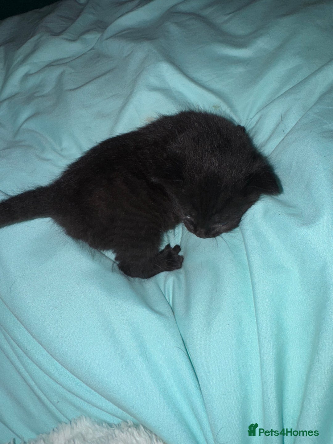 Mixed Breed cats for sale: Kittens  - Advert 2