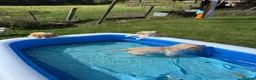 Golden Retriever dogs for sale: Golden Retriever Puppies  - Advert 3