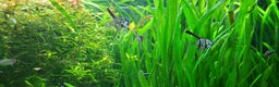 Angelfish fish for sale: Stunning stripes baby Angels - Advert 6