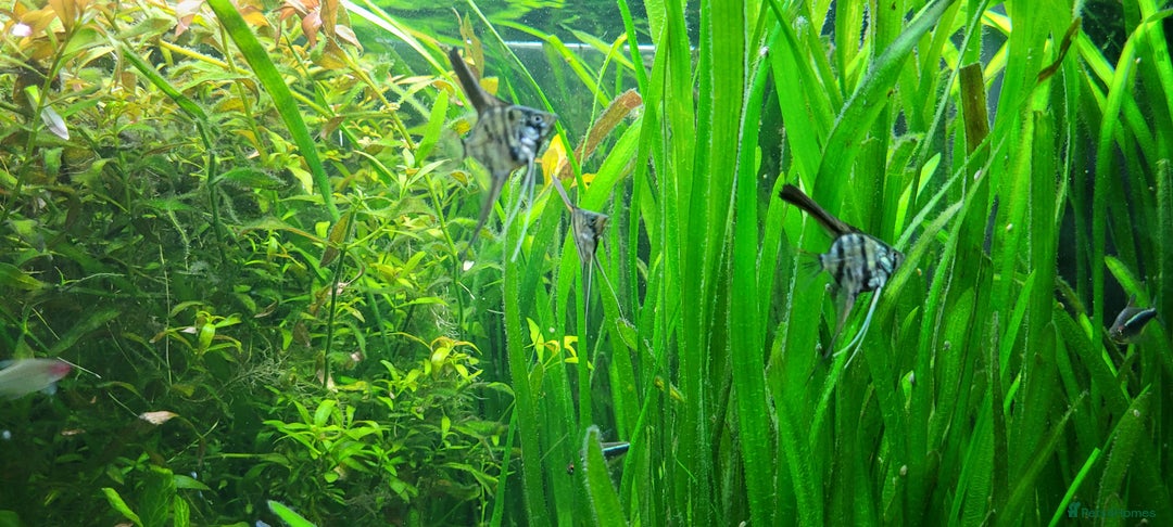 Angelfish fish for sale: Stunning stripes baby Angels - Advert 6