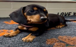 Miniature Dachshund dogs for sale: Show standard KC registered miniature dachshunds  - Image 7