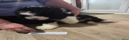Old English Sheepdog dogs for sale: ONE HANDSOME MALE SHEEPADOODLE AVAILABLE  - Advert 16