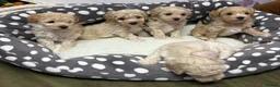 Maltipoo dogs for sale: Adorable maltipoos puppies  - Advert 6