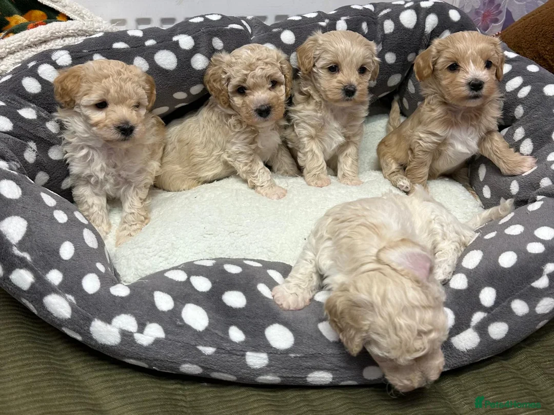 Maltipoo dogs for sale: Adorable maltipoos puppies  - Advert 6