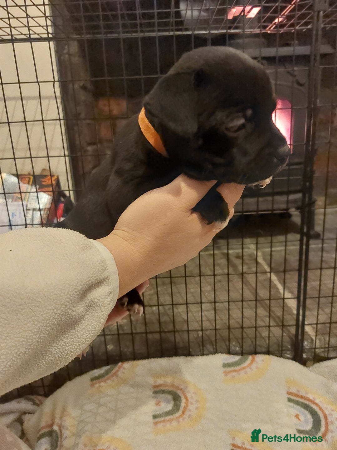 Staffordshire Bull Terrier dogs for sale: *2 left* Stunning Chunky KC Staffy Pups - Image 20