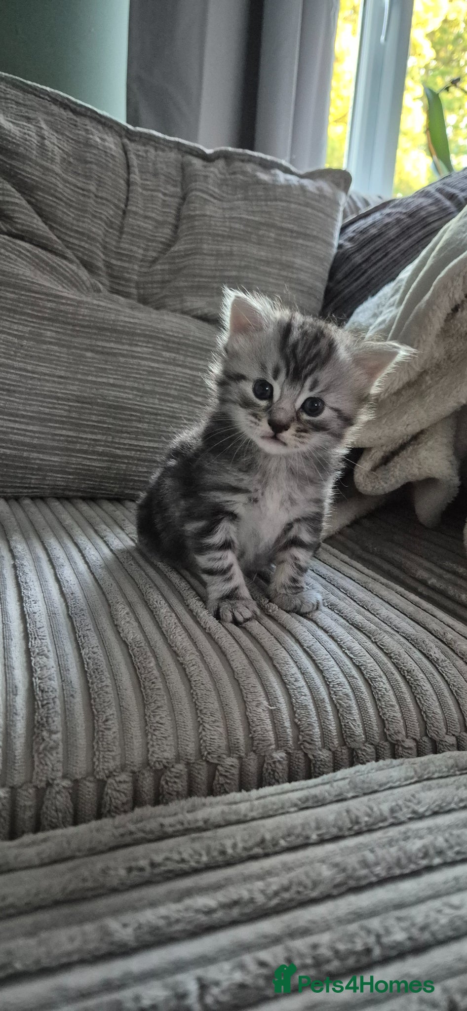 Scottish Fold Kitten 1