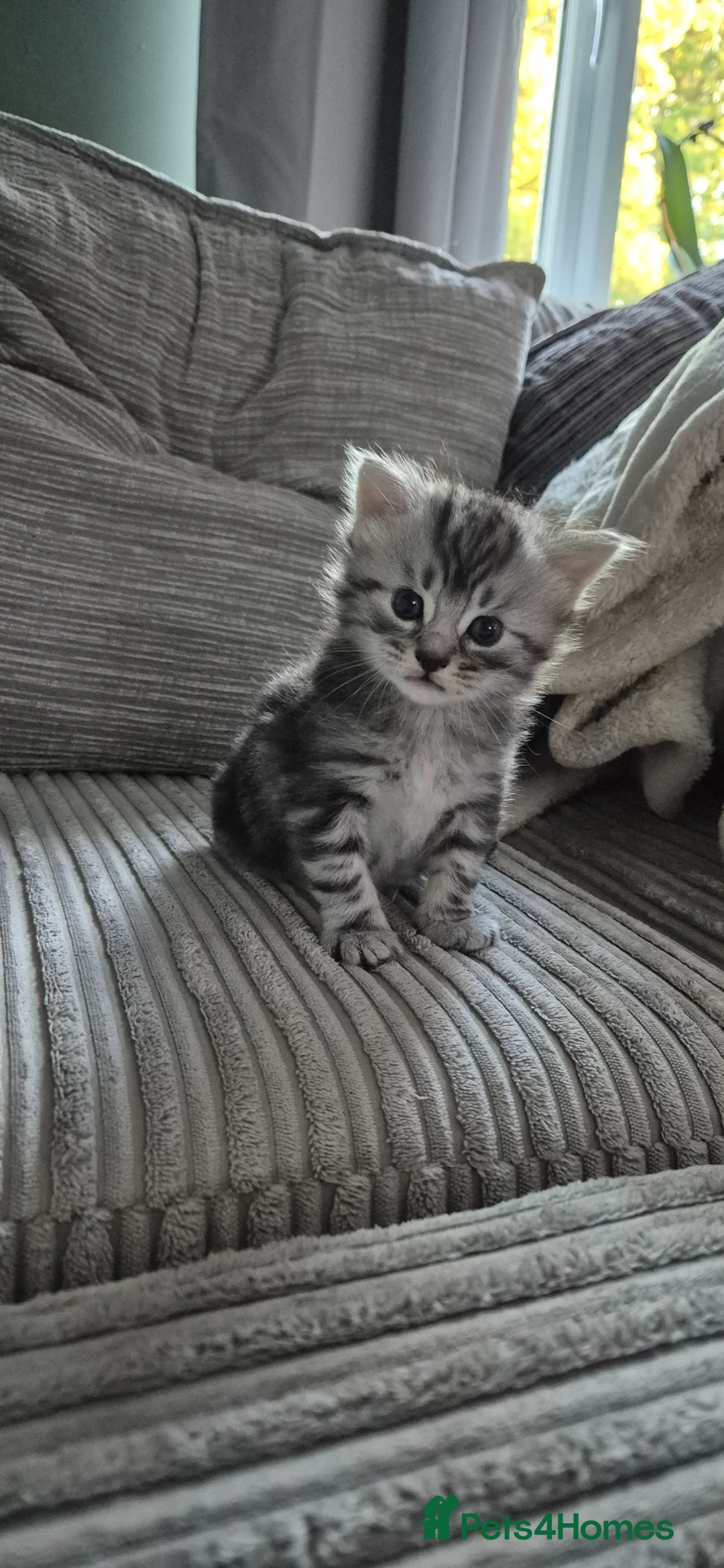 Scottish Fold cats for sale: Scottish fold kittens - Advert 2