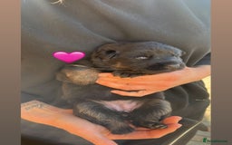 German Shepherd dogs for sale: Beautiful black and gold German shepherd puppies  - Image 2