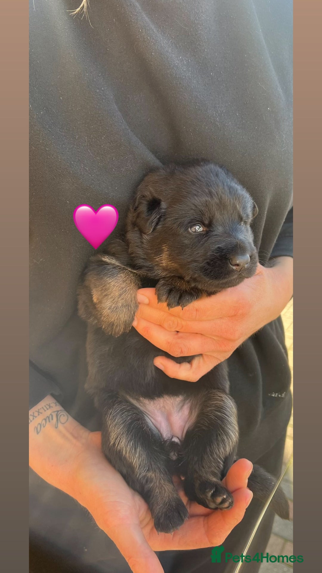 German Shepherd dogs for sale: Beautiful black and gold German shepherd puppies  - Image 2