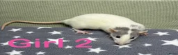 Rat rodents for sale: Super friendly baby rats  - Advert 11